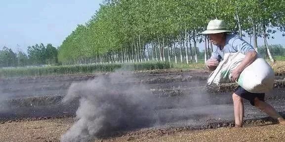 碱性蔬菜，碱性土壤适合种植什么蔬菜？图3