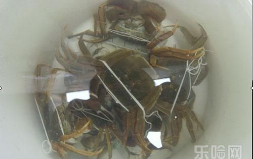 大闸蟹怎么保存才能活得久