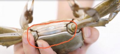 ​大闸蟹怎么保存，怎样保存大闸蟹至春节？