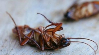 ​灯光会吸引会飞蟑螂,开灯睡觉会不会有蟑螂