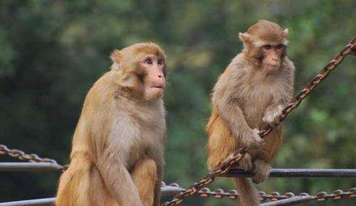 猴子的尾巴有什么作用,小猴子的尾巴可以用来干什么图4