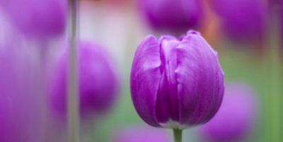 ​郁金香花语,郁金香花语和寓意诗句