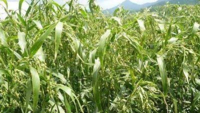 ​薏米是什么样子的,薏米的植物长什么样子