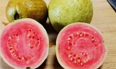 ​番石榴能和番茄榨汁,番石榴和苹果一起榨汁可以吗