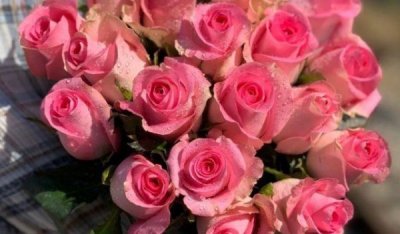 ​粉玫瑰代表什么意思,粉色玫瑰花代表什么意思