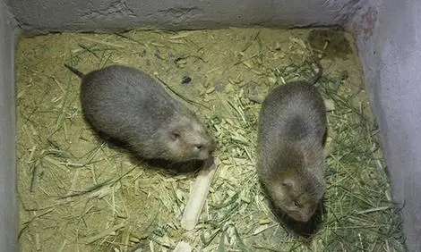 卖竹鼠是什么梗,为什么不让养殖竹鼠图4