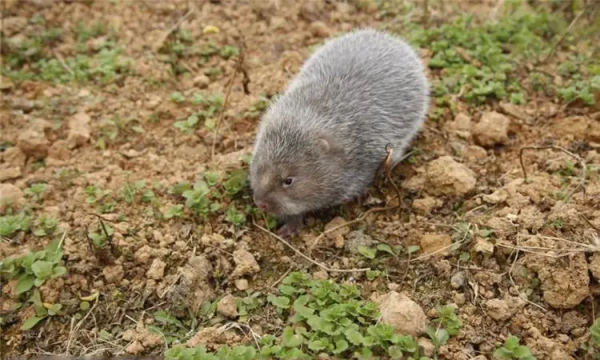 卖竹鼠是什么梗,为什么不让养殖竹鼠图2