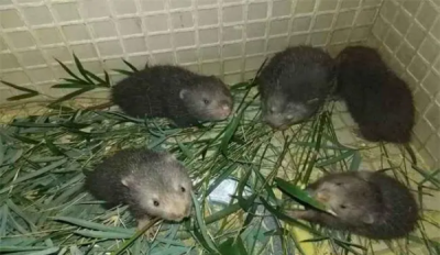 ​卖竹鼠是什么梗,为什么不让养殖竹鼠