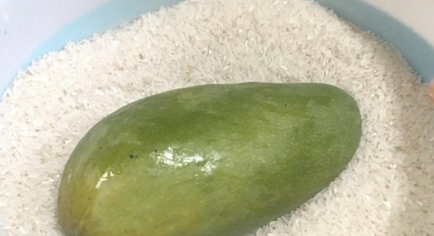 怎么判断芒果可以摘了,怎么判断芒果可以摘了图9