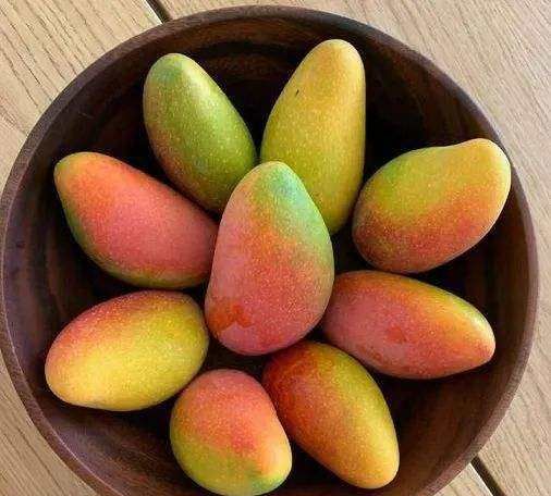 怎么判断芒果可以摘了,怎么判断芒果可以摘了图4