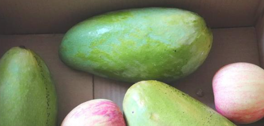 怎么判断芒果可以摘了,怎么判断芒果可以摘了图8