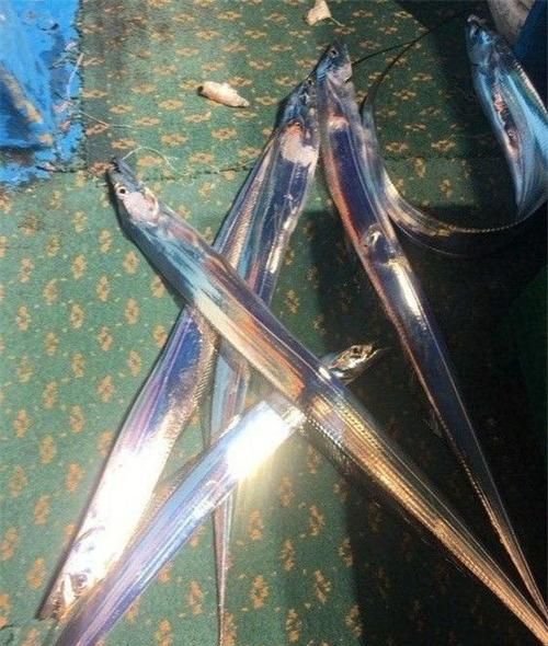 带鱼是深海鱼吗