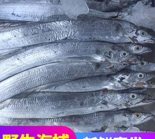 带鱼是不是深海鱼