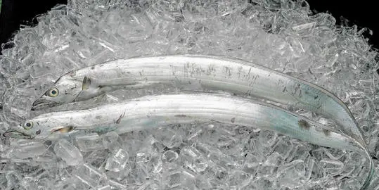 带鱼是深海鱼,带鱼生长在哪个海域图1