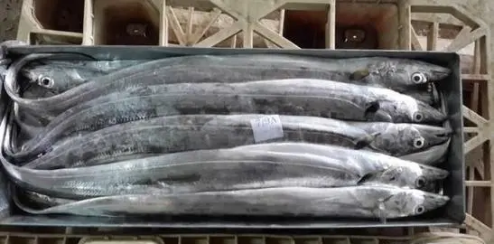 带鱼是深海鱼,带鱼生长在哪个海域图2