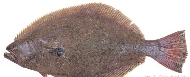 鱼刺少的淡水鱼都有哪些