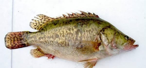 没有鱼刺的鱼有哪些,没有刺的鱼是什么鱼图4