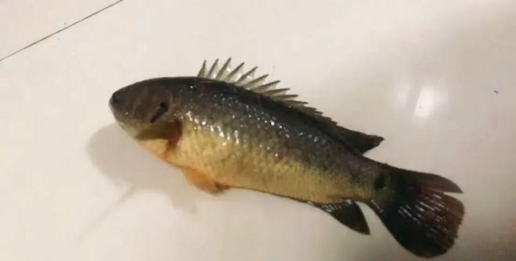 没刺的鱼有哪些名字图片