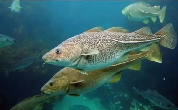 没有鱼刺的鱼有哪些,没有刺的鱼是什么鱼图6