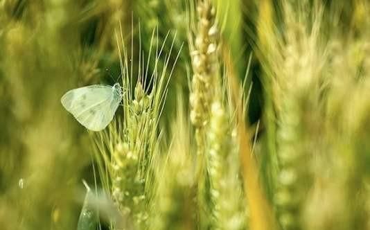 小满节气诗谚，小满不满千断田坎是什么谚语？图3