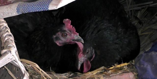 母鸡下蛋需要公鸡吗，母鸡下蛋需要公鸡吗？图5