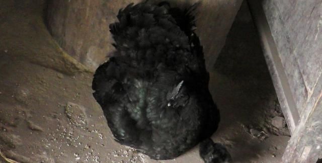 母鸡下蛋需要公鸡吗，母鸡下蛋需要公鸡吗？图8