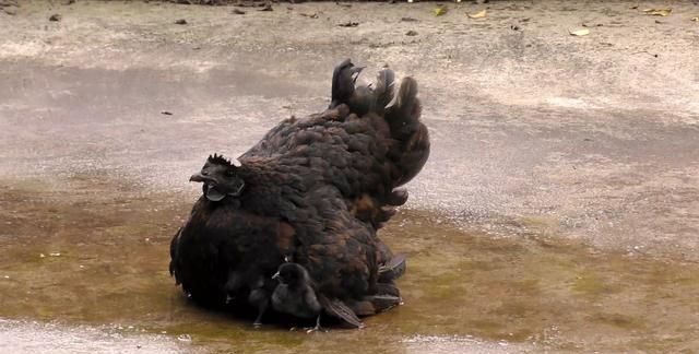 母鸡下蛋需要公鸡吗，母鸡下蛋需要公鸡吗？图7