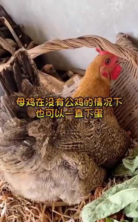 母鸡下蛋需要先跟公鸡交配吗如果要，是下一个蛋交配一次吗