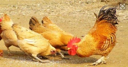 母鸡下蛋需要公鸡吗，母鸡下蛋需要公鸡吗？图1