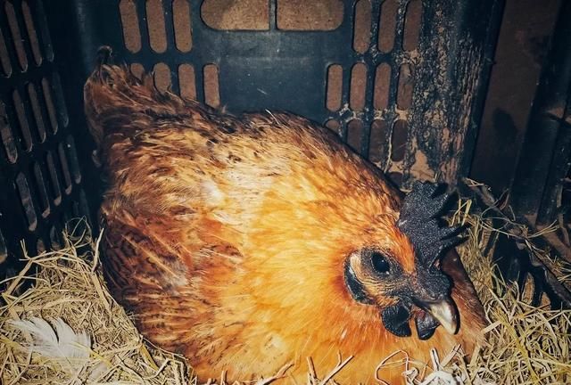 母鸡下蛋需要公鸡吗，母鸡下蛋需要公鸡吗？图6