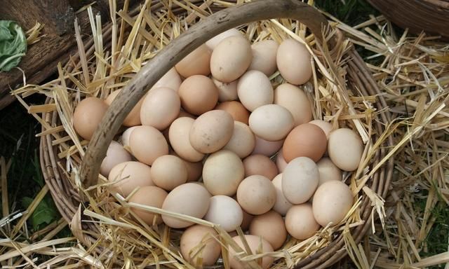 母鸡下蛋需要公鸡吗，母鸡下蛋需要公鸡吗？图4