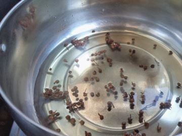 虾煮几分钟就熟了,虾煮几分钟就熟了图5