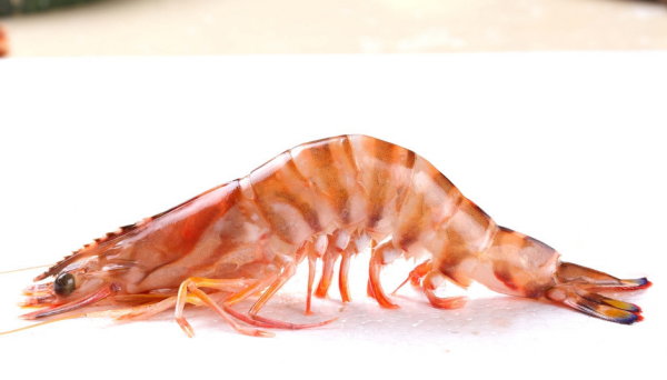 虾煮几分钟就熟了,虾煮几分钟就熟了图9