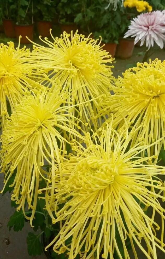 花中君子指的是什么，花中君子指什么花？图7