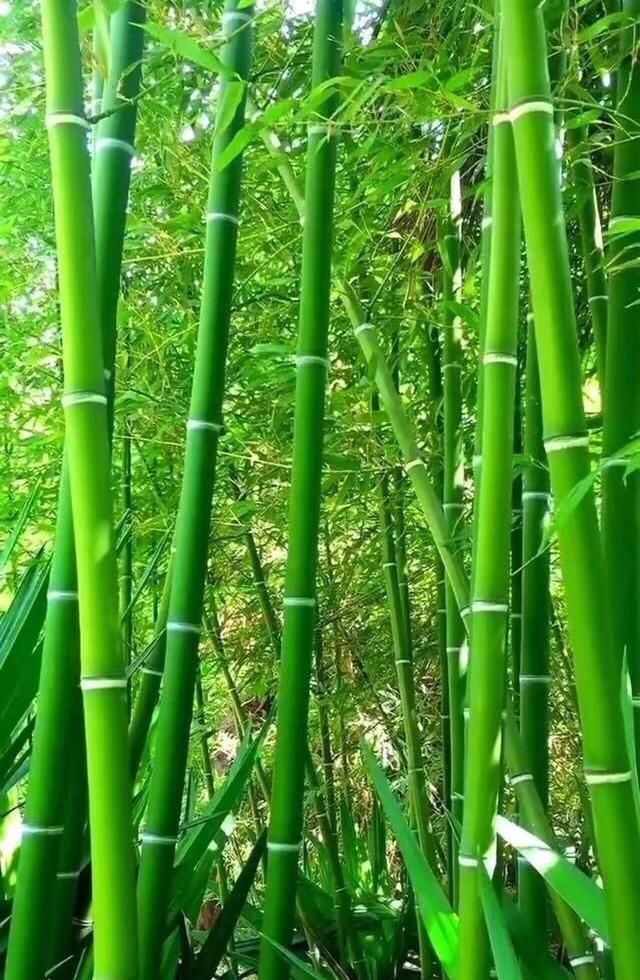 花中君子指的是什么，花中君子指什么花？图9