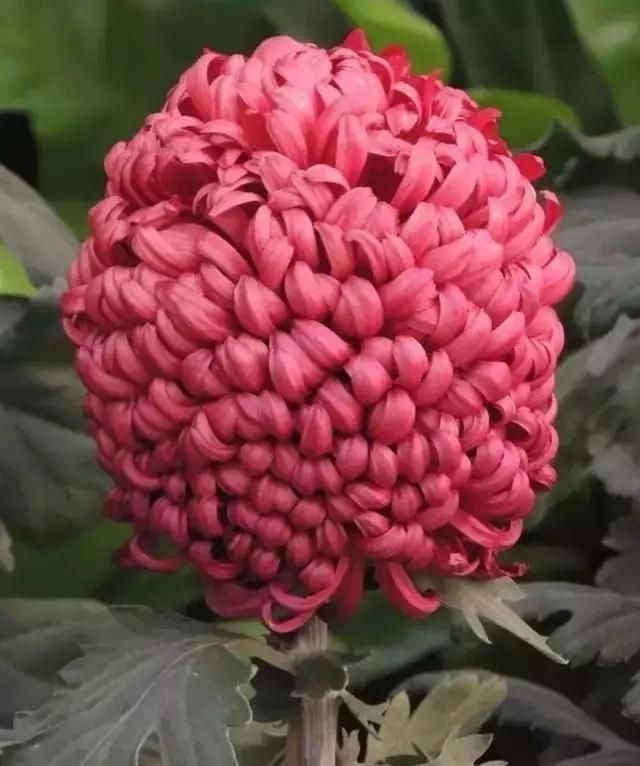 花中君子指的是什么，花中君子指什么花？图6