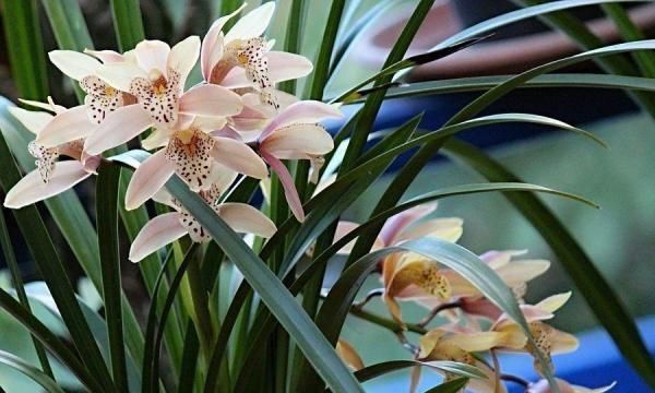 花中君子指的是什么，花中君子指什么花？图1