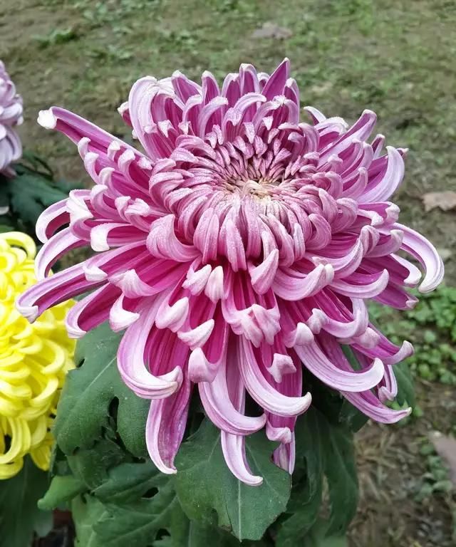 花中君子指的是什么，花中君子指什么花？图11