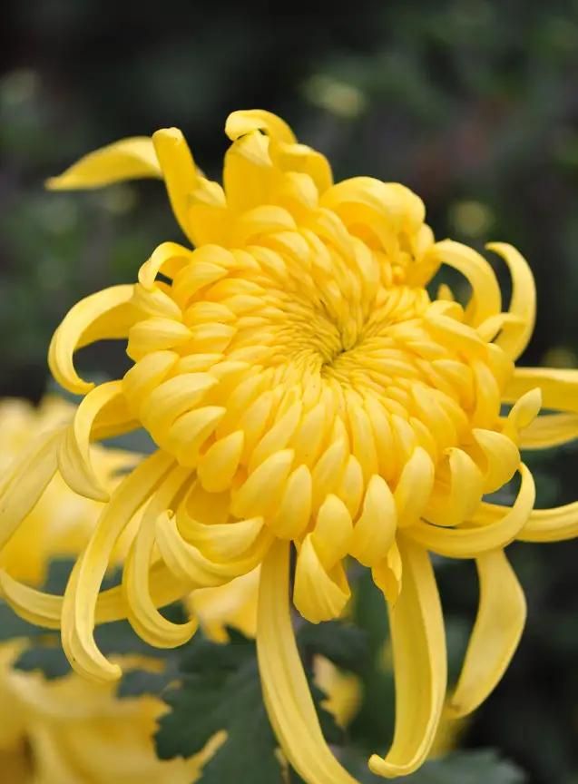 花中君子指的是什么，花中君子指什么花？图3