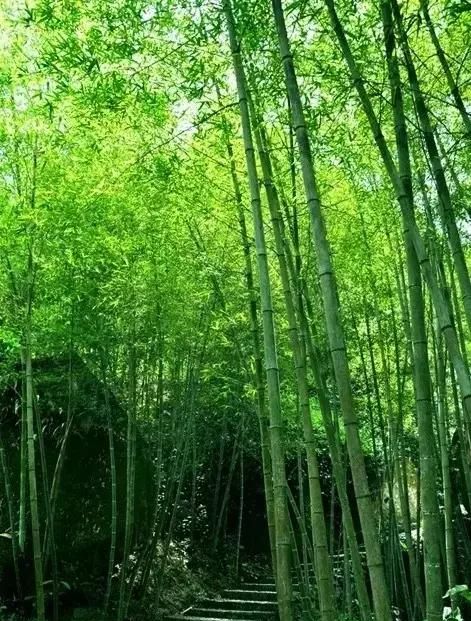 花中君子指的是什么，花中君子指什么花？图10