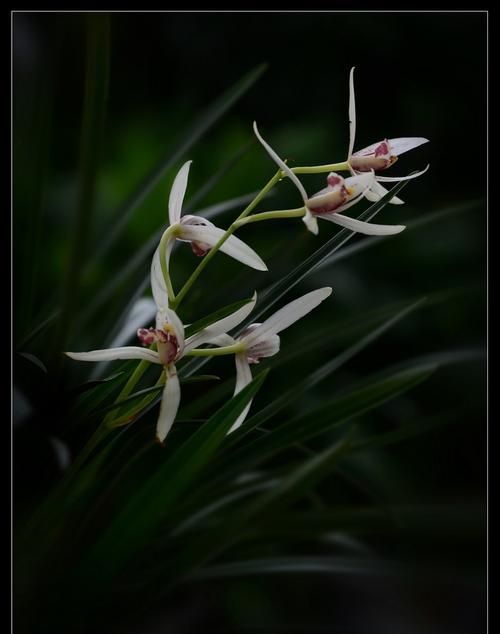花中君子指的是