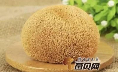 ​猴头菇变褐色还能吃吗，猴头菇颜色深棕色好吗？