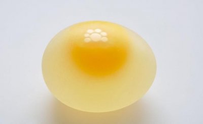 ​鸡蛋壳的主要成分是，鸡蛋壳的成分有哪些？