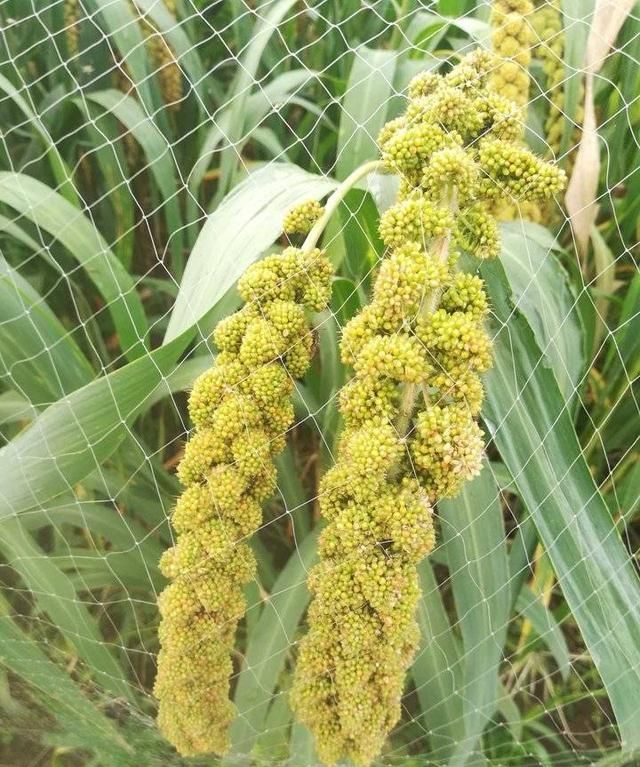 谷仓放什么东西能防谷子生虫呢