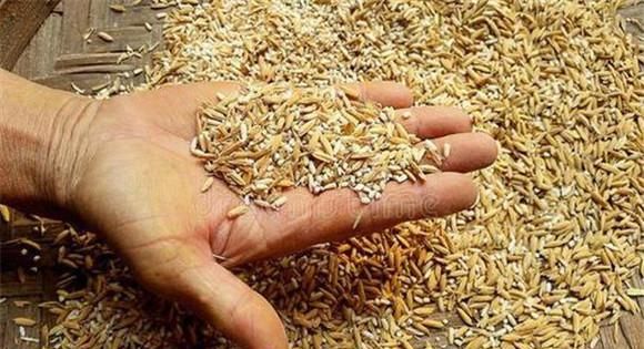 稻谷不生虫放什么东西?