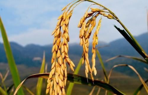 储存谷子放什么不招虫,稻谷不生虫放什么东西?图3