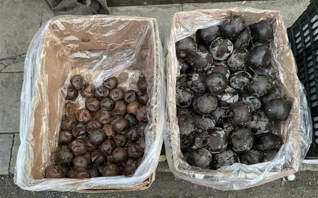 冻梨不冻了还能吃吗（在冰箱冻梨为什么不黑）