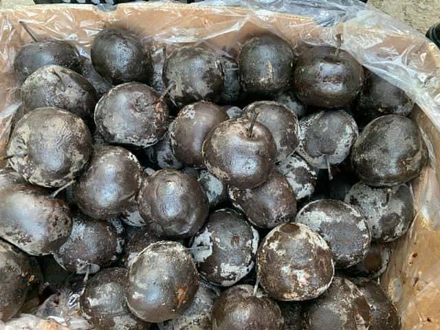 冻梨不冻了还能吃吗（在冰箱冻梨为什么不黑）