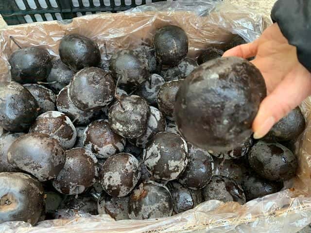 冻梨不冻了还能吃吗（在冰箱冻梨为什么不黑）