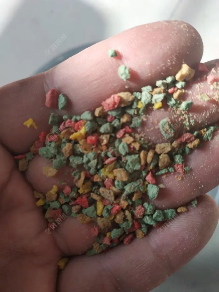 钓螺鲤用什么味型(螺鲤123的区别是什么)